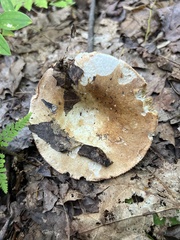 Russula compacta