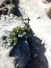 Nototriche phyllanthos