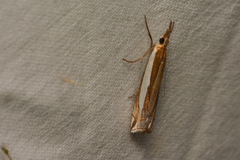 Crambus leachellus
