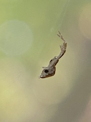 Uloborus glomosus