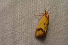 Agapeta zoegana