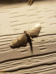 Eupithecia absinthiata