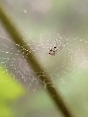 Uloborus glomosus