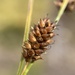 Carex saxatilis - Photo (c) Matt Berger,  זכויות יוצרים חלקיות (CC BY), הועלה על ידי Matt Berger