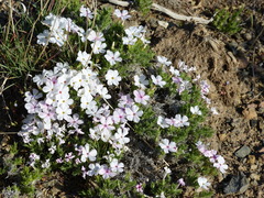 Phlox hoodii