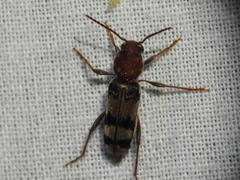 Xylotrechus colonus