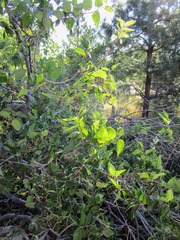 Celtis reticulata