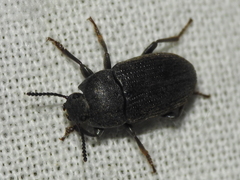 Blapstinus