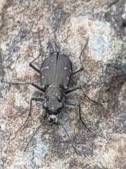 Cicindela duodecimguttata