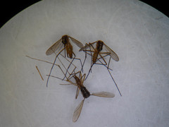 Aedes atlanticus