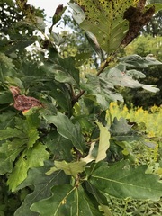 Quercus bicolor