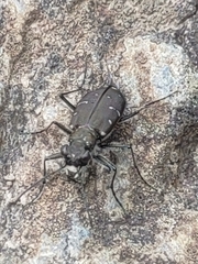 Cicindela duodecimguttata