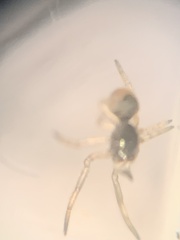 Argyrodes elevatus