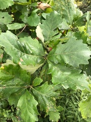 Quercus bicolor