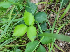 Toxicodendron rydbergii