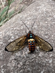Gymnelia pavo