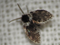 Lepiseodina conspicua
