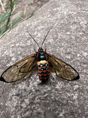 Gymnelia pavo