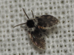 Lepiseodina conspicua
