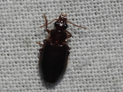 Plochionus timidus