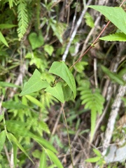 Persicaria senticosa