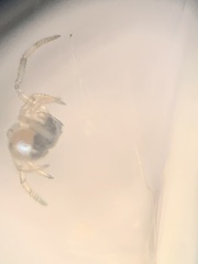 Argyrodes elevatus