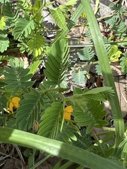 Chamaecrista nictitans