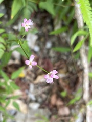 Persicaria senticosa