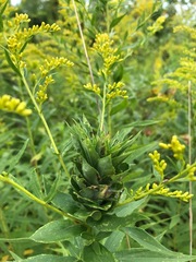 Rhopalomyia solidaginis