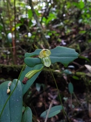 Pleurothallis octavioi
