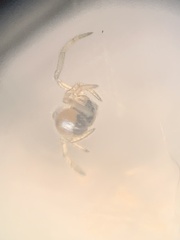 Argyrodes elevatus