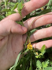 Chamaecrista nictitans