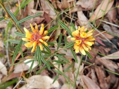 Pultenaea rosmarinifolia