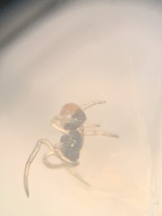 Argyrodes elevatus