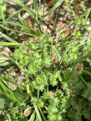 Acalypha radians