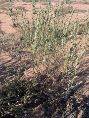 Atriplex littoralis