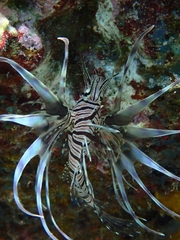 Pterois volitans