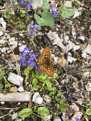 Boloria euphrosyne