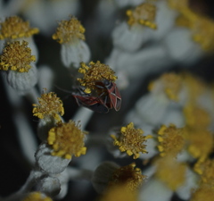 Neacoryphus bicrucis