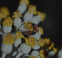 Neacoryphus bicrucis