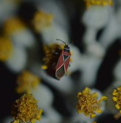 Neacoryphus bicrucis