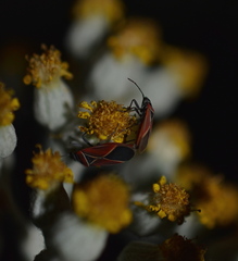 Neacoryphus bicrucis