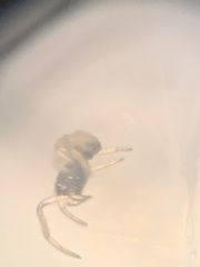 Argyrodes elevatus