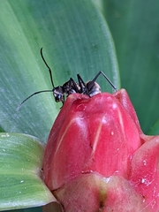 Polyrhachis