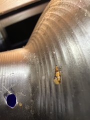 Epicallima argenticinctella