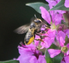 Megachile centuncularis