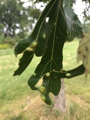 Aceria querci