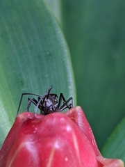 Polyrhachis