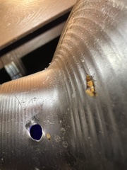 Epicallima argenticinctella