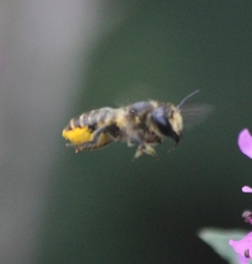 Megachile centuncularis